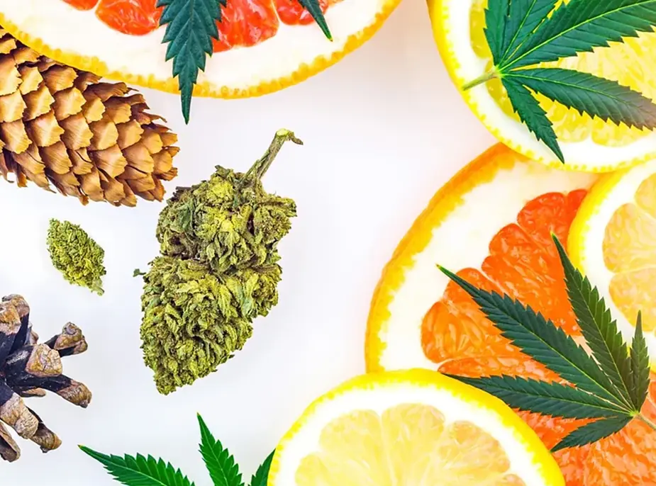 Terpenes: The Hidden Influencers in Your Cannabis Experience