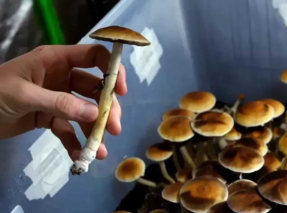 Psilocybin: Dosing Insights and Safe Consumption Guidelines