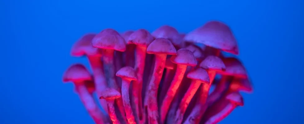 education-psilocybin-image-1