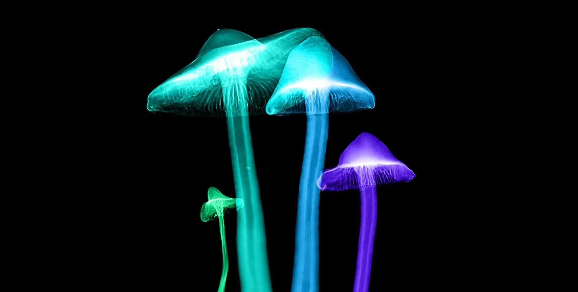 education-synthetic-psilocybin