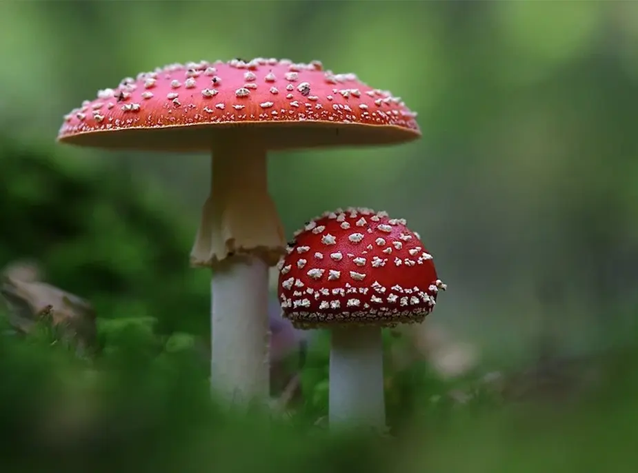 3 Magic Amanita Mushroom Products For Beginners