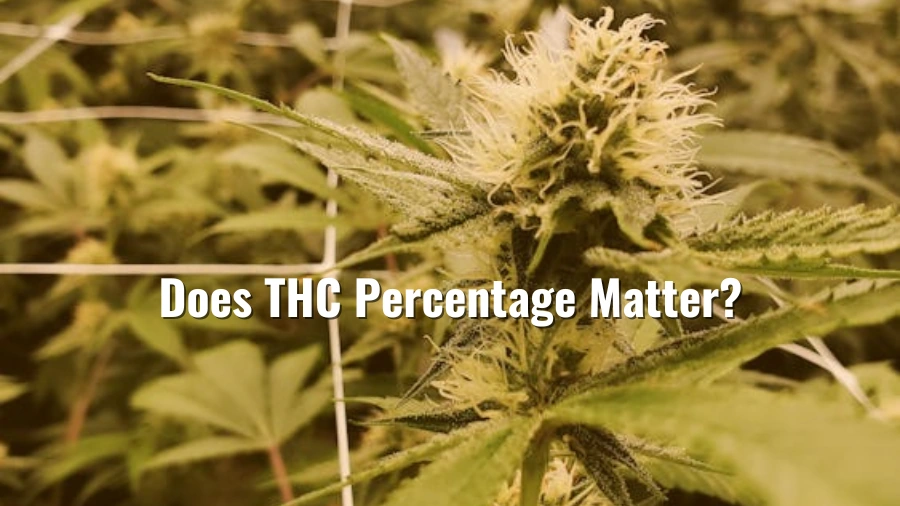 Does THC Percentage Matter?