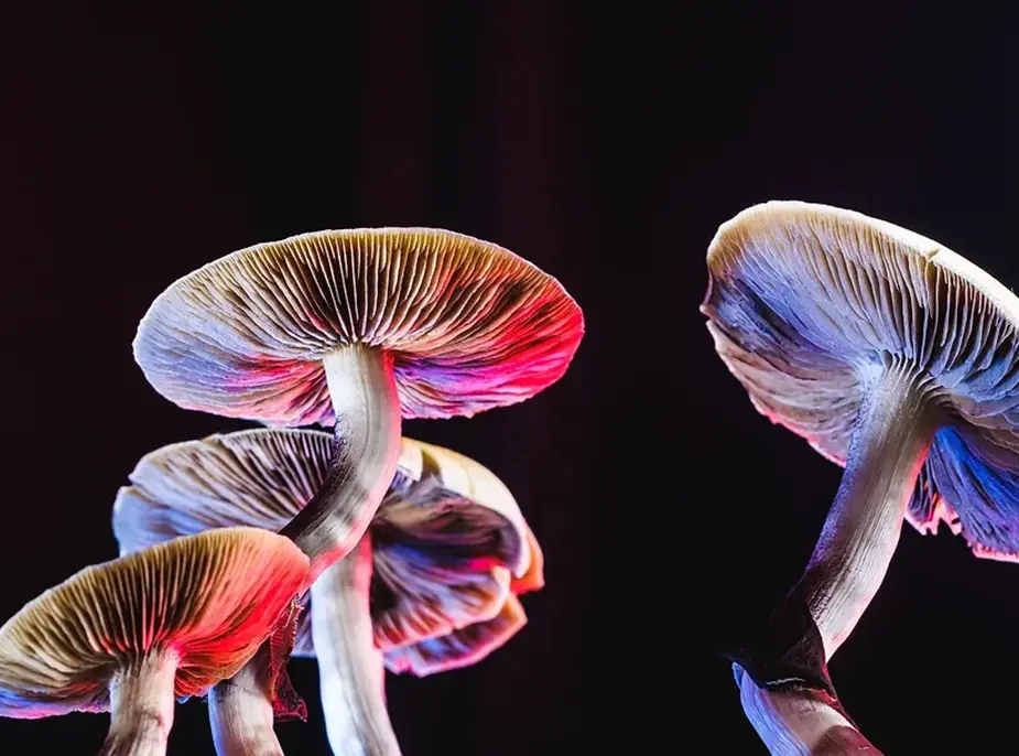 Can Psilocybin Mushrooms Raise Climate Change Awareness?