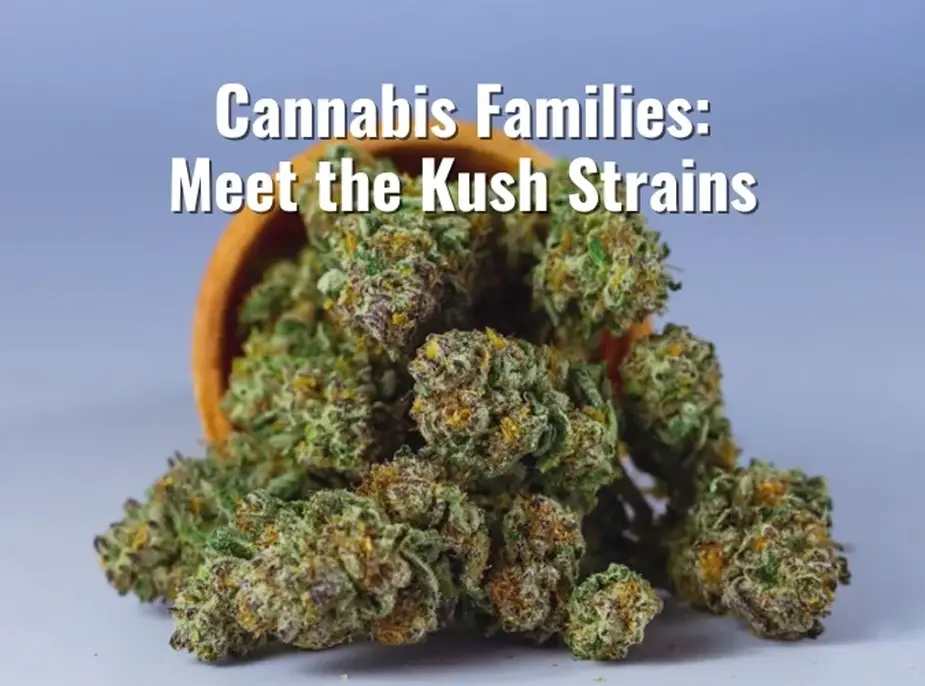 Cannabis Families: Meet the Kush Strains