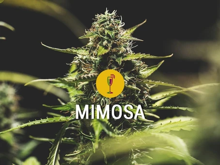 An Entertaining Study of Taste and Effect with the Strawberry Mimosa Strain