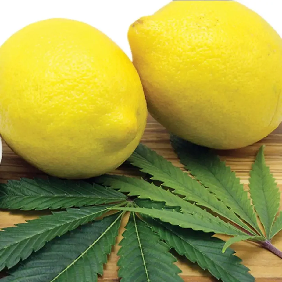 Discovering the Lemon Gelato Cannabis Strain