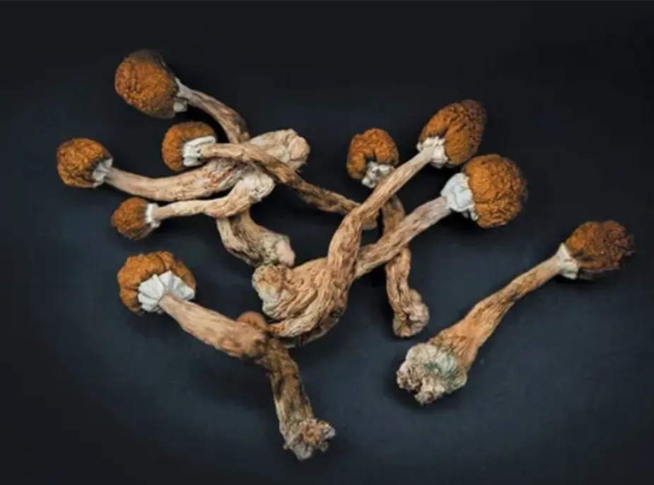 Expanding Our Minds: Explore the Magic of Psilocybin