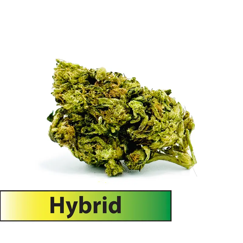 Gary Payton (Hybrid)-THCA Flower