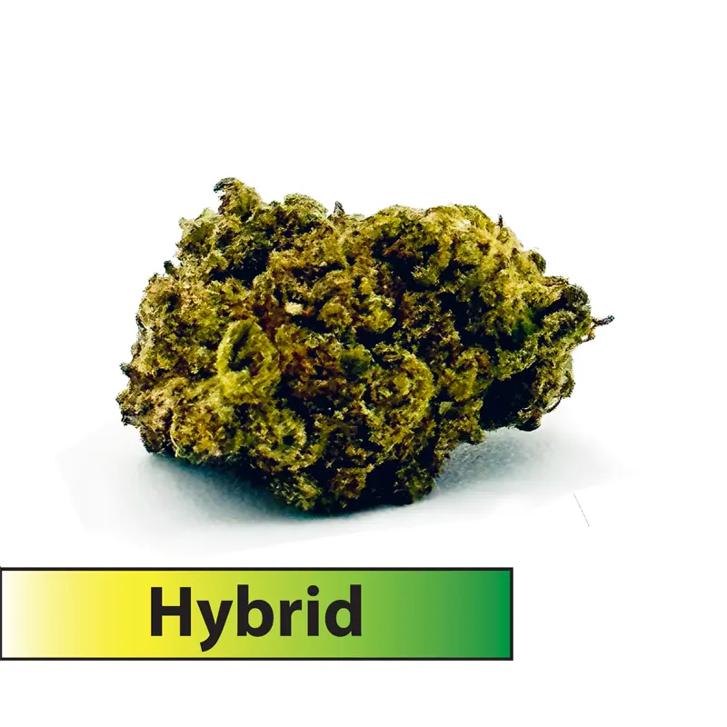 Orange Tree (Hybrid)-THCA Flower