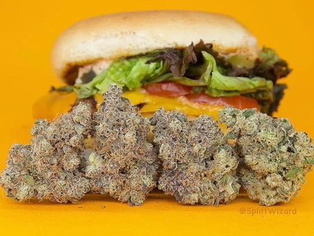 Getting into the Appetizing World of Hash Burger Strain: A Comprehensive Guide