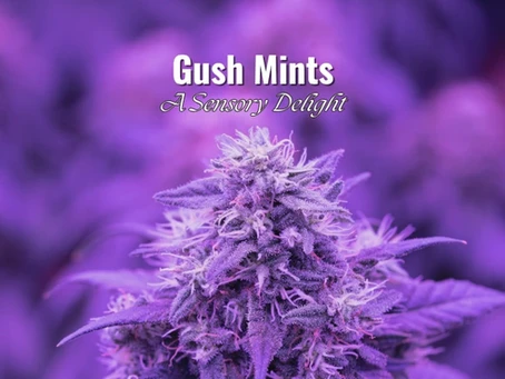 Gush Mints: A Sensory Delight