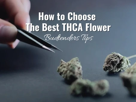 How to Choose The Best THCA Flower: Budtenders Tips