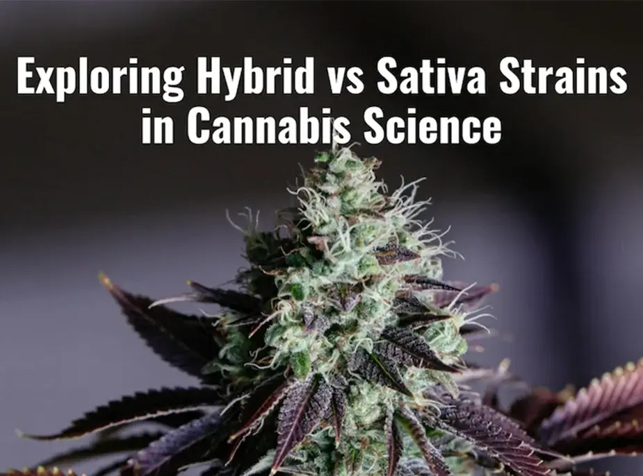 Exploring Hybrid vs Sativa Strains in Cannabis Science