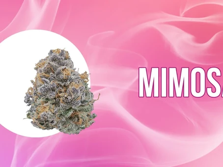 Strawberry Mimosa Strain: A Vape User’s Delight