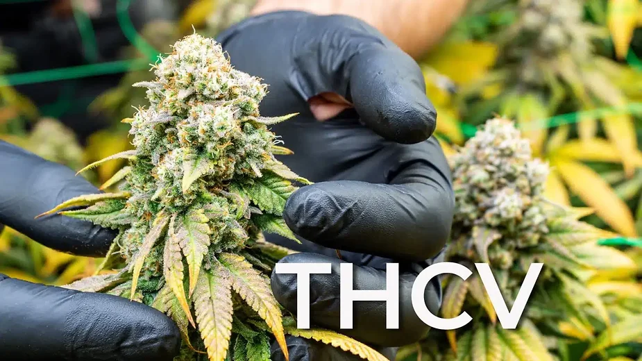 thcv-the-rising-star-of-the-cannabis-world