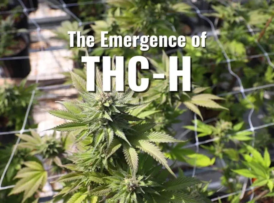 The Emergence of THC-H