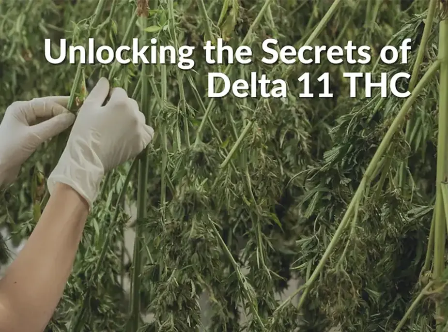 Unlocking the Secrets of Delta 11 THC