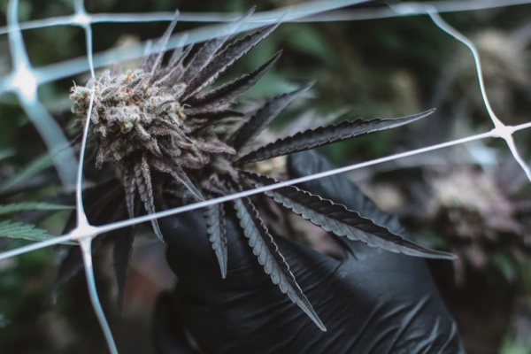 Gloved hand inspecting a ripe cannabis flower through a trellis net during cultivation