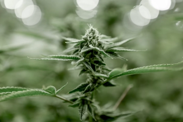 Close-up of a cannabis plant in a natural growing environment, highlighting its detailed buds and leaves