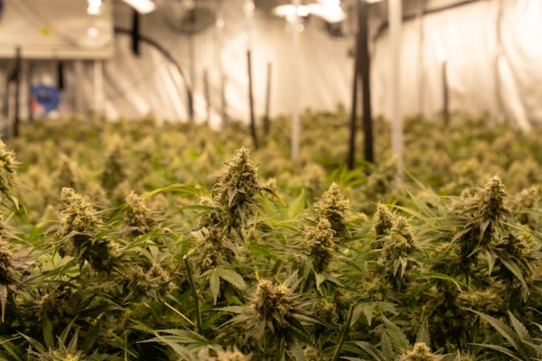 Indoor cannabis cultivation with dense rows of flowering plants under grow lights