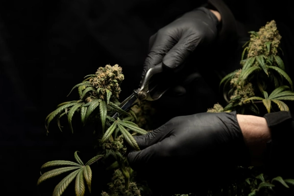 Gloved hands trimming a cannabis plant with scissors, focusing on the buds