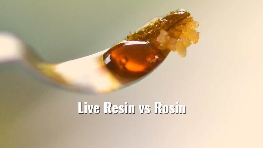 Live Resin vs Rosin: A Dive into Cannabis Concentrates