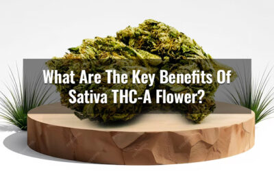 What Are The Key Benefits Of Sativa THC-A Flower?