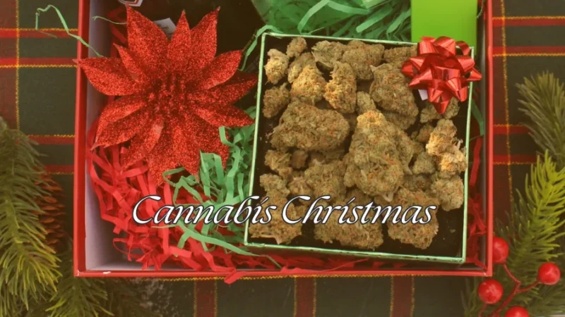 THCA flower buds as a present with the title "Cannabis Christmas"