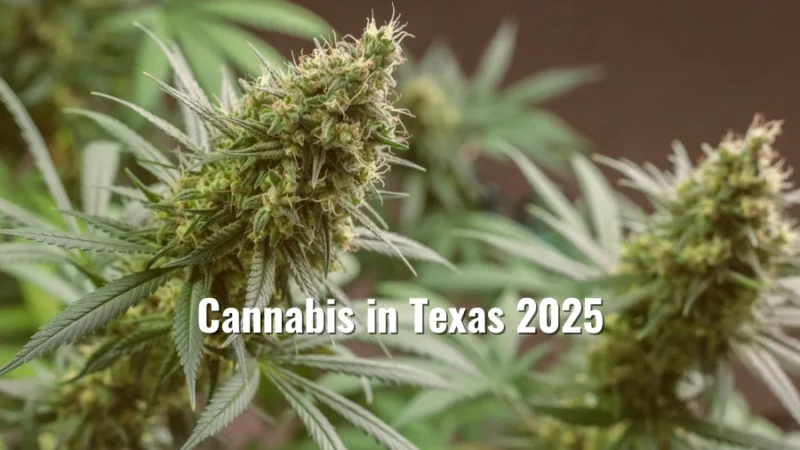 Close-up of cannabis plants with the text “Cannabis in Texas 2025” overlayed