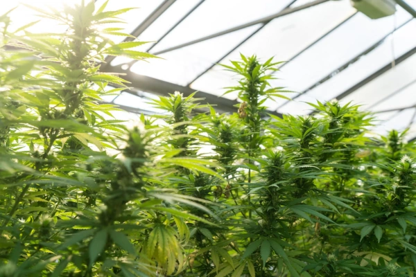 Cannabis plants growing in an indoor greenhouse under natural light