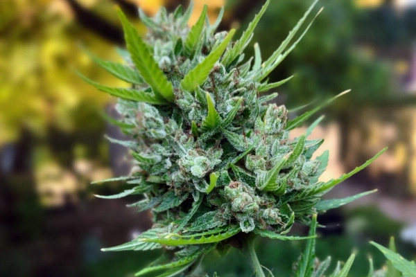 Close-up of a trichome-covered cannabis flower with lush green leaves in a natural outdoor setting