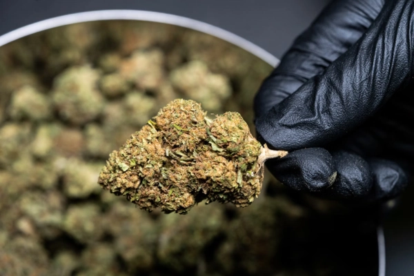 Gloved hand holding a cannabis bud over a container of trimmed flowers