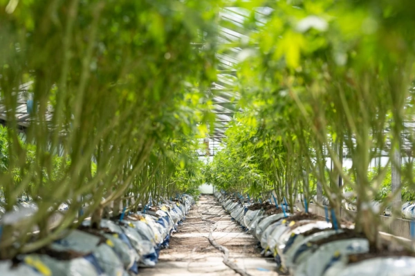 Indoor cannabis cultivation with rows of vibrant green plants growing in a controlled environment