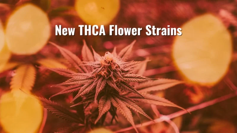 Cannabis flower with a vibrant red filter and text overlay reading "New THCA Flower Strains"