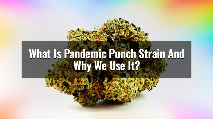 What Is Pandemic Punch Strain And Why We Use It