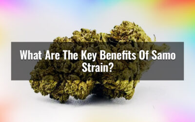 What Are The Key Benefits Of Samoa Strain?