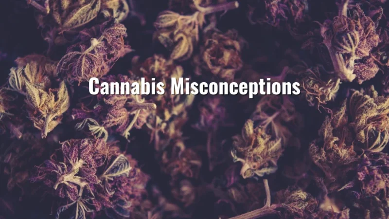 Dried cannabis buds with the title reading “Cannabis Misconceptions”