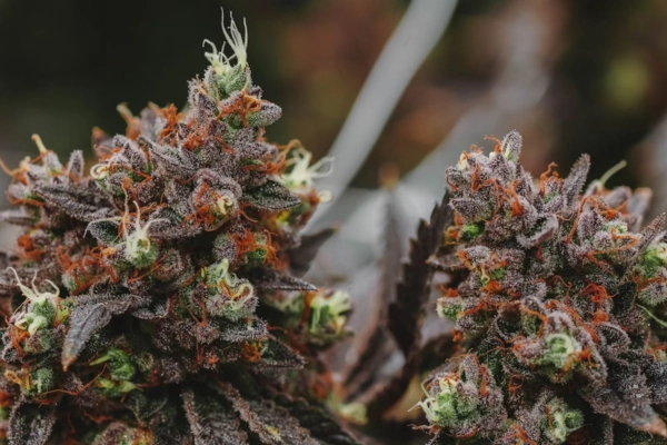 Close-up of vibrant cannabis buds covered in trichomes