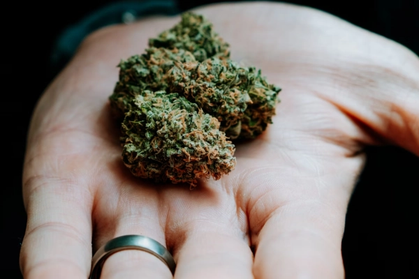 Hand holding fresh cannabis buds