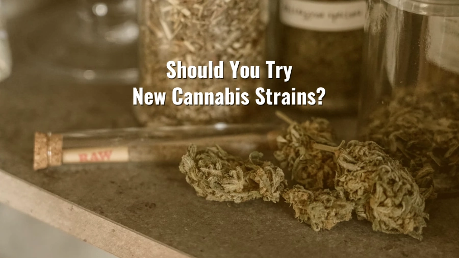 When to Try New Cannabis Strains vs. Sticking to Your Favorite