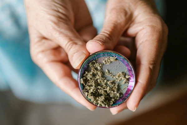 Hands holding a colorful grinder with ground cannabis inside